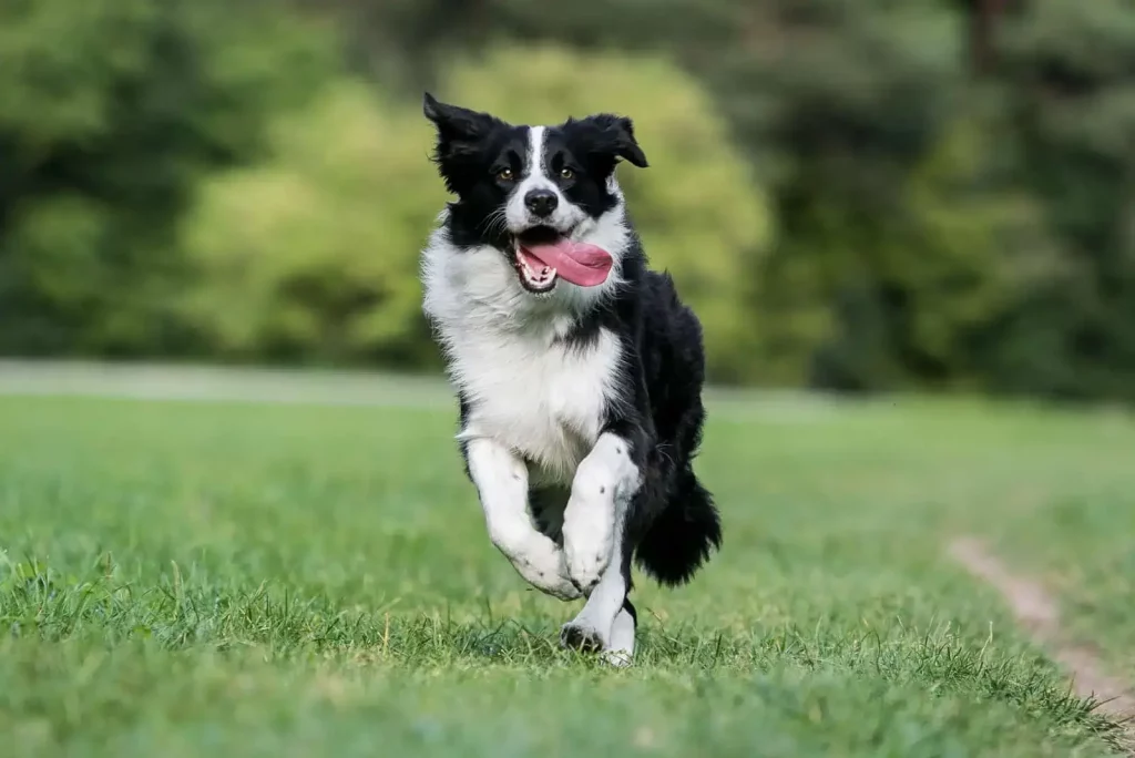 The Top 20 Smartest Dog Breeds In The World: Unveiling the Canine Geniuses 1 | Senstantly™ Border Collie - Top 20 Smartest Dog Breeds In The World