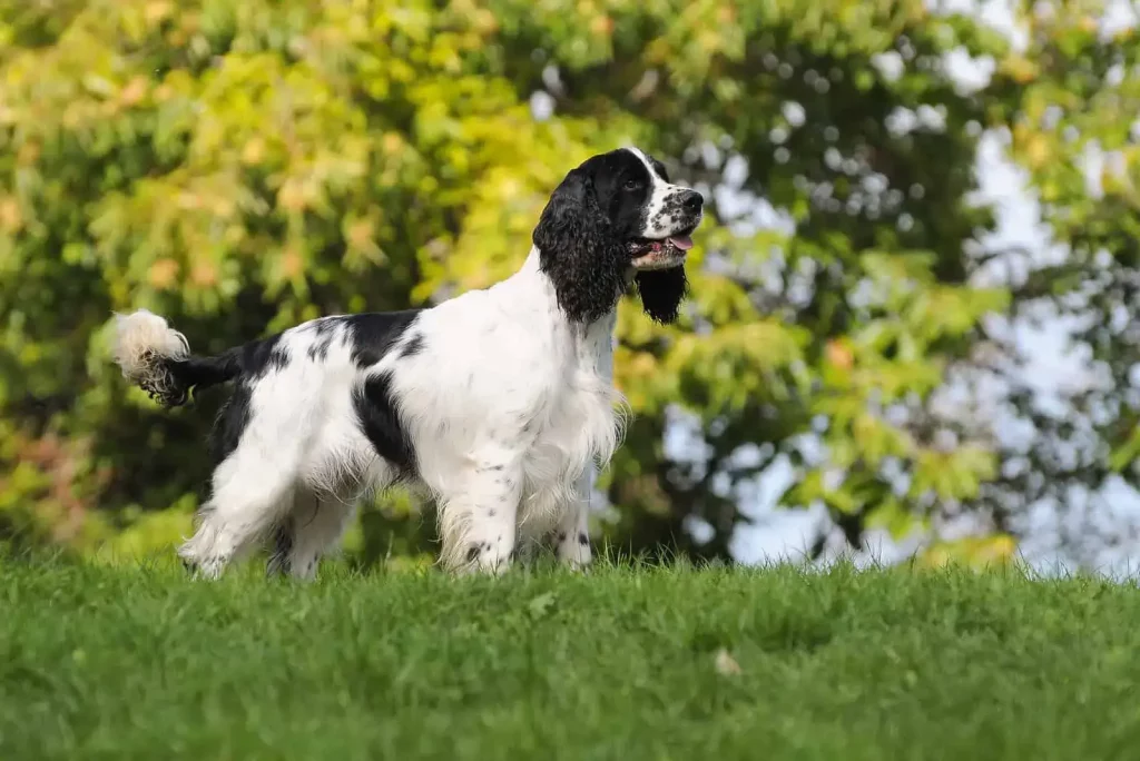 The Top 20 Smartest Dog Breeds In The World: Unveiling the Canine Geniuses 1 | Senstantly™ English Springer Spaniel - Top 20 Smartest Dog Breeds In The World