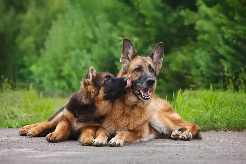 The Top 20 Smartest Dog Breeds In The World: Unveiling the Canine Geniuses 2 | Senstantly™ German Shepherd - Top 20 Smartest Dog Breeds In The World