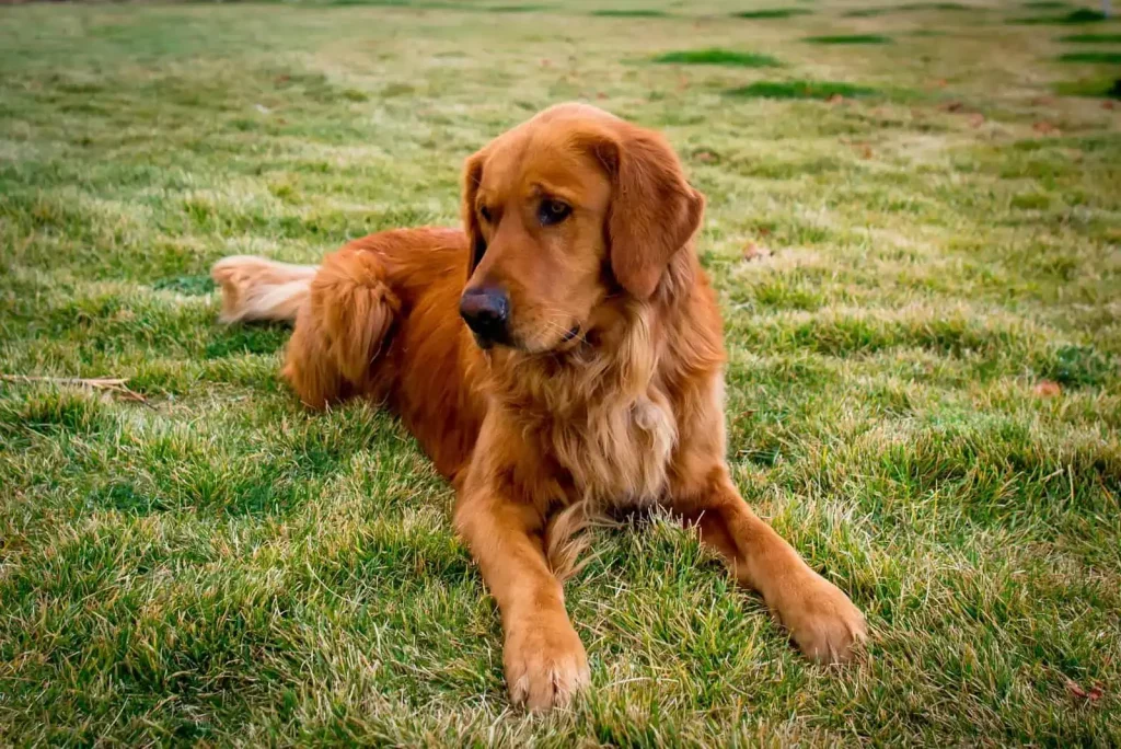 The Top 20 Smartest Dog Breeds In The World: Unveiling the Canine Geniuses 1 | Senstantly™ Golden Retriever - Top 20 Smartest Dog Breeds In The World