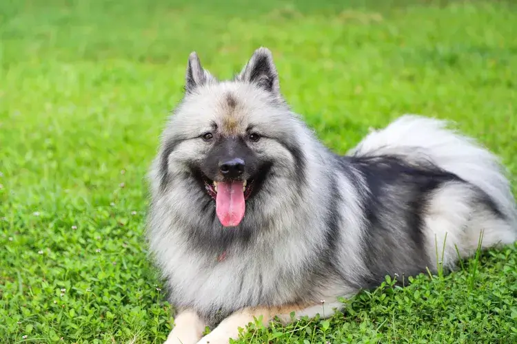 The Top 20 Smartest Dog Breeds In The World: Unveiling the Canine Geniuses 2 | Senstantly™ Keeshond - Top 20 Smartest Dog Breeds In The World