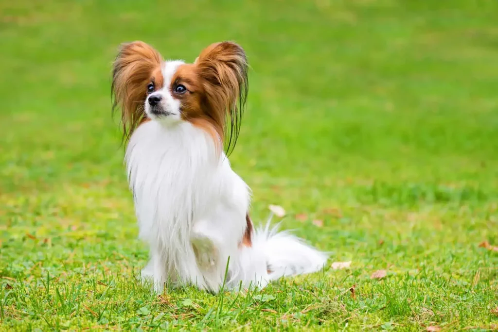 The Top 20 Smartest Dog Breeds In The World: Unveiling the Canine Geniuses 3 | Senstantly™ Papillon - Top 20 Smartest Dog Breeds In The World