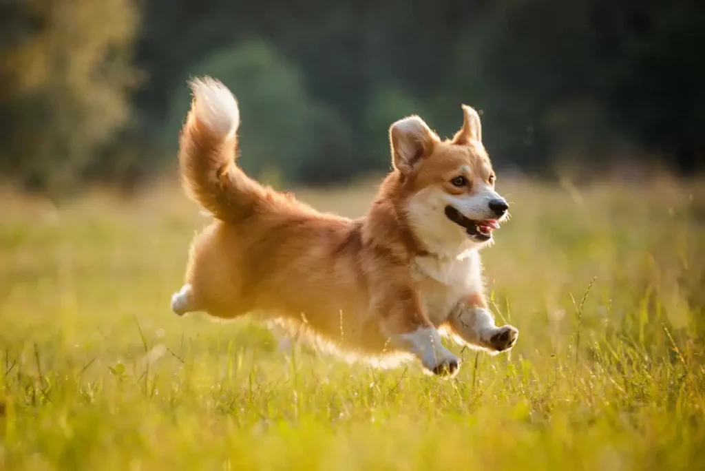 The Top 20 Smartest Dog Breeds In The World: Unveiling the Canine Geniuses 3 | Senstantly™ Pembroke Welsh Corgi - Top 20 Smartest Dog Breeds In The World