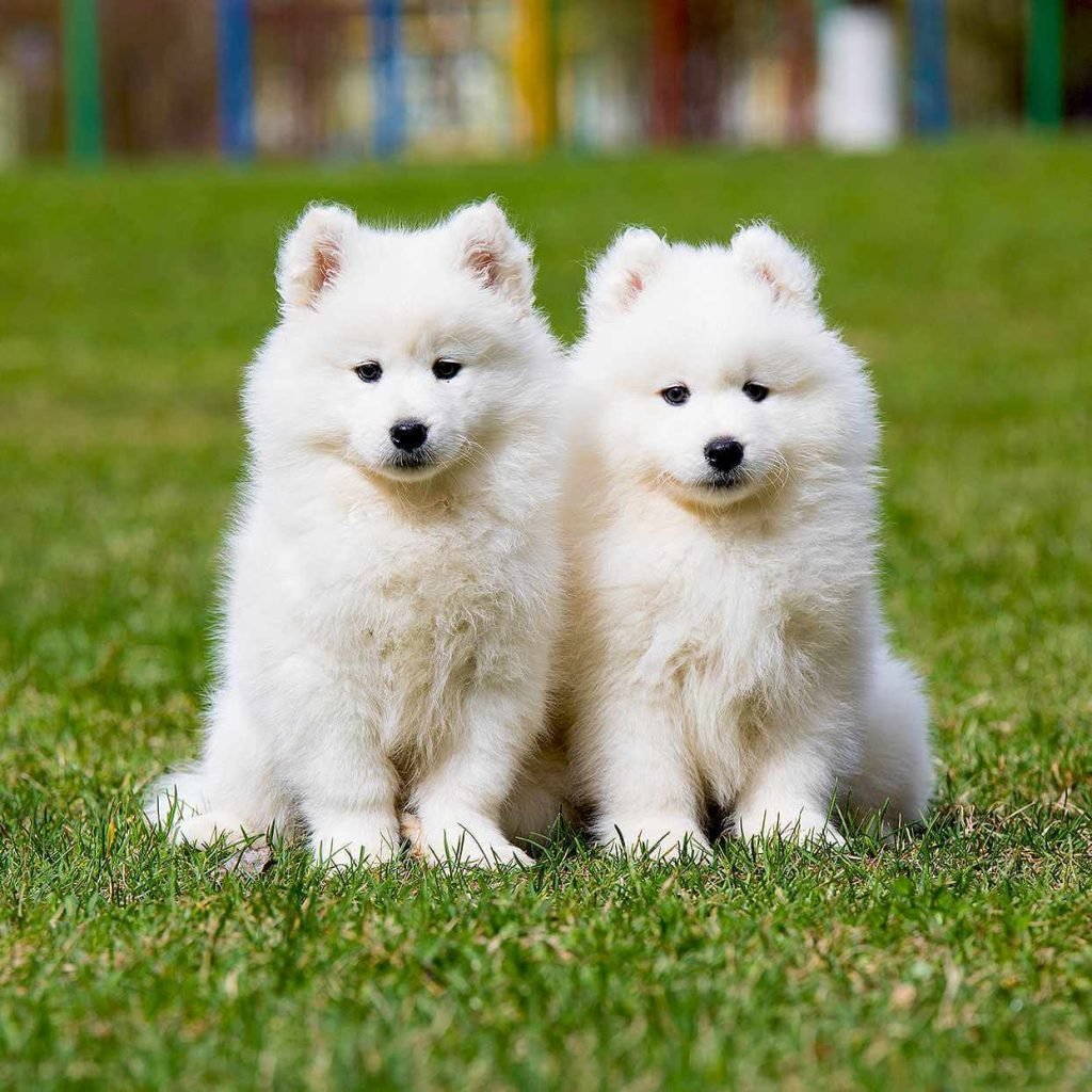 The Top 20 Smartest Dog Breeds In The World: Unveiling the Canine Geniuses 3 | Senstantly™ Samoyed - Top 20 Smartest Dog Breeds In The World