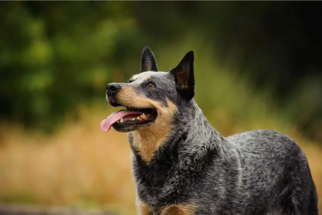 The Top 20 Smartest Dog Breeds In The World: Unveiling the Canine Geniuses 1 | Senstantly™ The Australian Cattle Dog - Top 20 Smartest Dog Breeds In The World