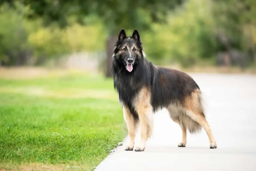 The Top 20 Smartest Dog Breeds In The World: Unveiling the Canine Geniuses 1 | Senstantly™ The Belgian Tervuren - Top 20 Smartest Dog Breeds In The World