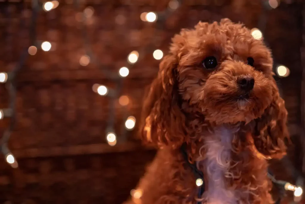 The Top 20 Smartest Dog Breeds In The World: Unveiling the Canine Geniuses 3 | Senstantly™ The Poodle - Top 20 Smartest Dog Breeds In The World